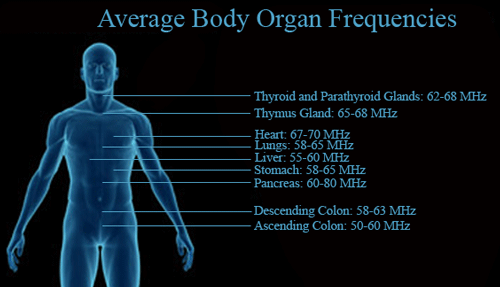average-body-frequencies